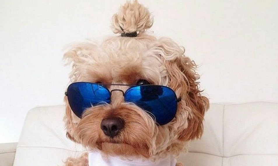 totalsratmove's tweet photo. Dog Buns Are The New Man Buns And We Are So On Board With This Trend: http://t.co/2AOXaaFyBA http://t.co/EaFI9e5Kw1