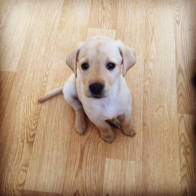 special_puppy's tweet photo. The name is Flo. @grimmer123 http://t.co/4Tfp4z4pdQ http://t.co/6U70Szb8cV