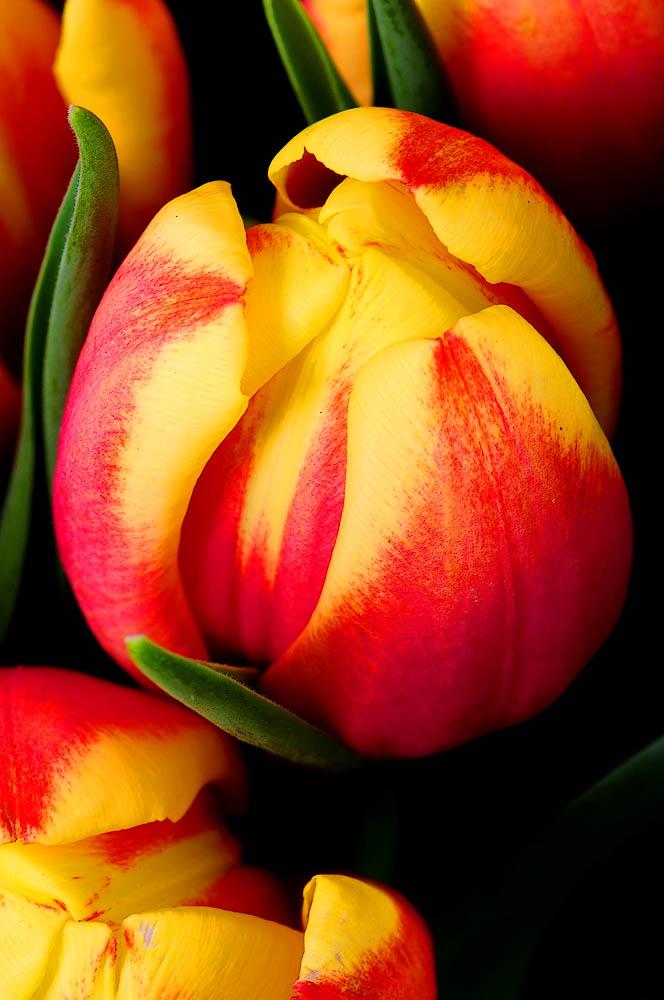 ¡¡¡¡Un tulipan para ti cada dia!!! - Página 2 CLvpFJ8W8AArJ2a