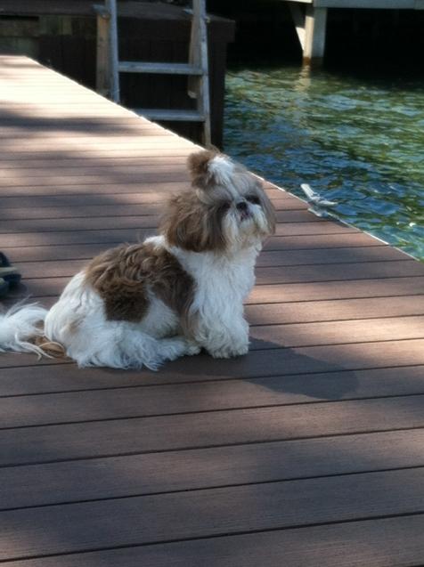 puppymae's tweet photo. sittin on the dock ov da bay http://t.co/LrOJxfi9zS