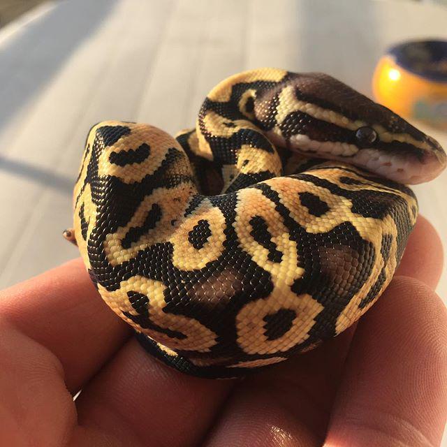 reptiles's tweet photo. #Reptiles: RT @mhpythons: Firstshed 😉 #python #pythons #pythonmorphs #pythonregius #pythonregiusmorphs #pastel #mal… http://t.co/zrgMFff4KU