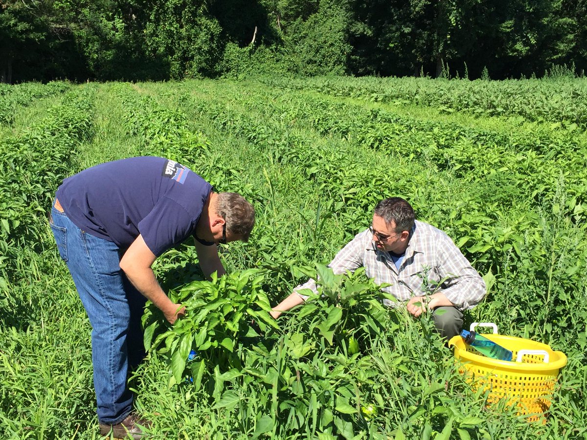 TonyArous's tweet image. All is secure when picking peppers. #EOS2GETHER