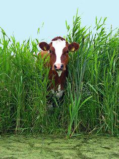 Billings (@billingsbunt) on Twitter photo 