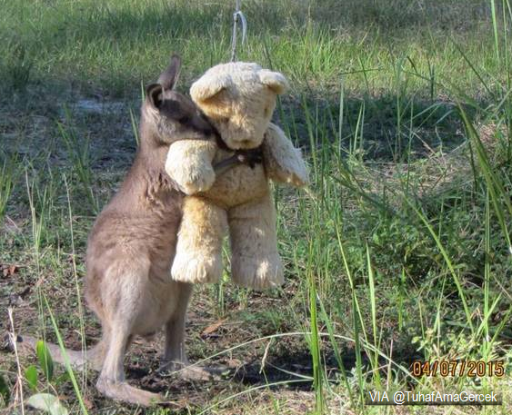 Bu minik kangurunun ismi Doodlebug. Öksüz olduğu için kimsesi yok, en sevdiği arkadaşı kucağındaki oyuncak ayı hariç.