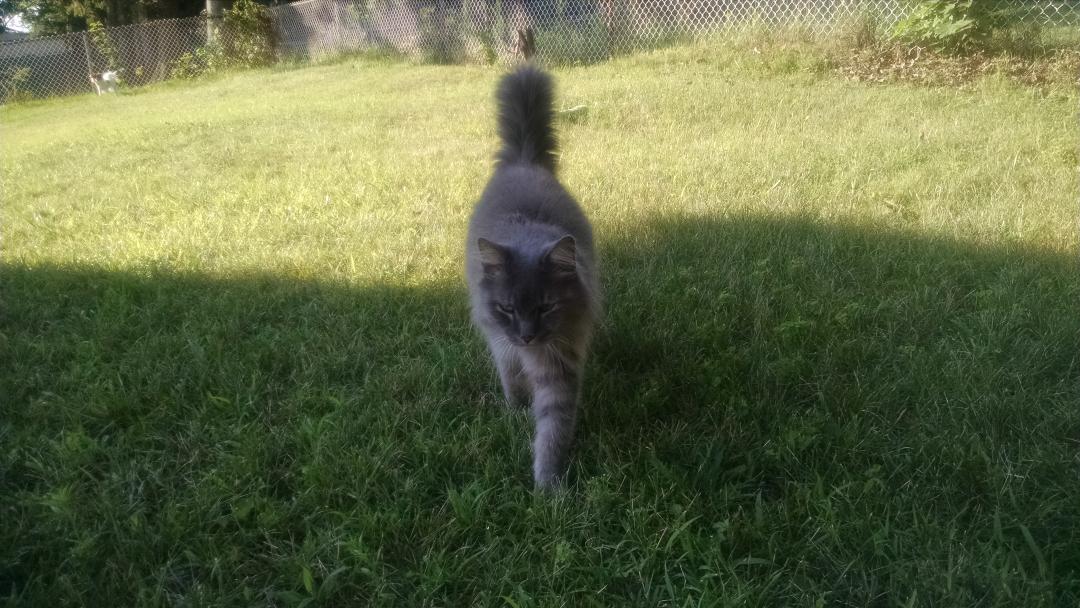 nikkoVzippy's tweet photo. @ARLBostonRescue Missing from Clinton, MA since Sunday. Can you please keep an eye out for him? http://t.co/MKPyUxTFN6
