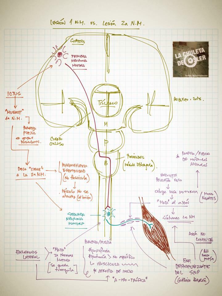 CardiologiaSVC's tweet photo. Lesión primera motoneurona vs segunda motoneurona, el porqué en #Neurología @chuletadeosler #Enarm2015 #2MIR16 https://t.co/AzSFXgNdFq