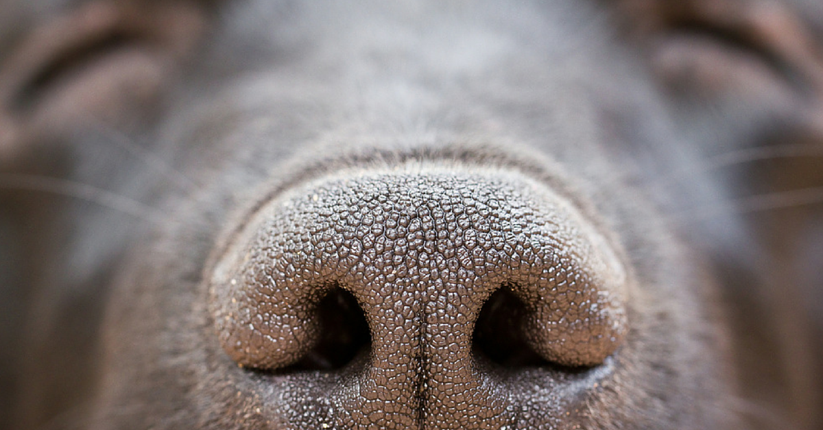 PetMD's tweet photo. How to treat breathing difficulties in dogs! #petmd #pet http://t.co/E5iJ9ump9R http://t.co/dMIJq62fTr