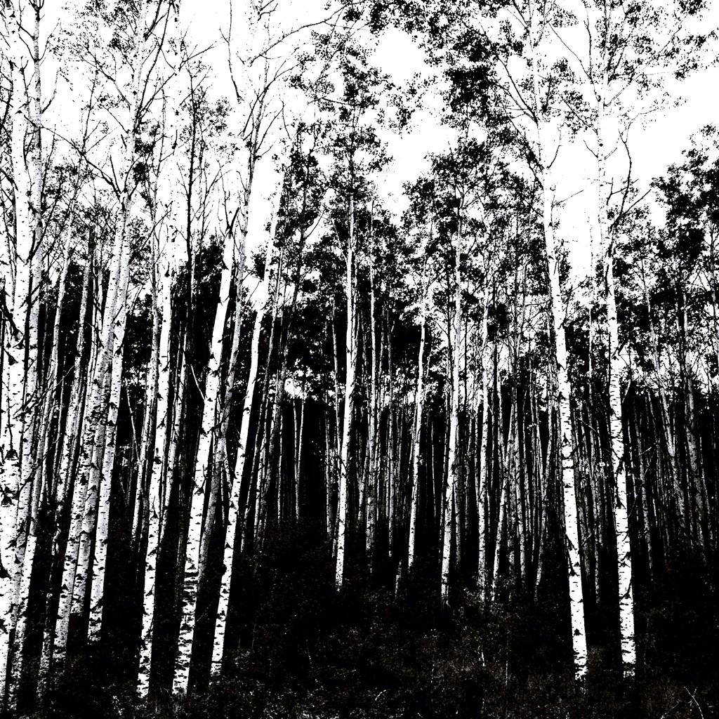 cooperscapes's tweet photo. B&amp;W Birch stand! #northcountry #ymm #Alberta #nature #landscape http://t.co/wTKzVR8JlE