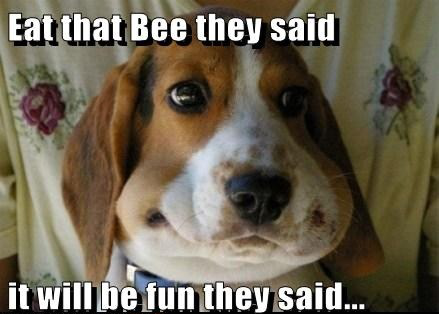 MyPeppyPooch's tweet photo. Pet Care For Insect Bites, and Stings From Bees, Wasps, Hornets or Ants.

http://t.co/4ENeBYO5iU http://t.co/wU5pIInL7Y