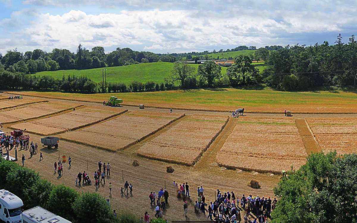 Steam_Threshing's tweet photo. Traditional methods of Reaping, Binding, Ploughing &amp; Tilling exhibited at the  Moynalty Steam Threshing festival 2015 http://t.co/0txRKnCIx1