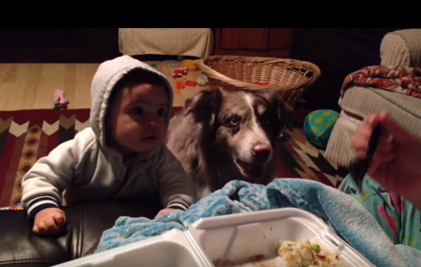 AlanMichaelVan's tweet photo. Mother Tries to Get Her Son to Say ‘Mama’ — Dog Steps in to Show Him How it’s Done http://t.co/qw3FZFXgX5 http://t.co/YKxlEunkf8