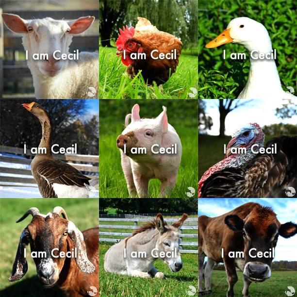 Matt_Dominguez's tweet photo. #truth #iamcecil #allanimalsmatter http://t.co/sFny0U7MRm