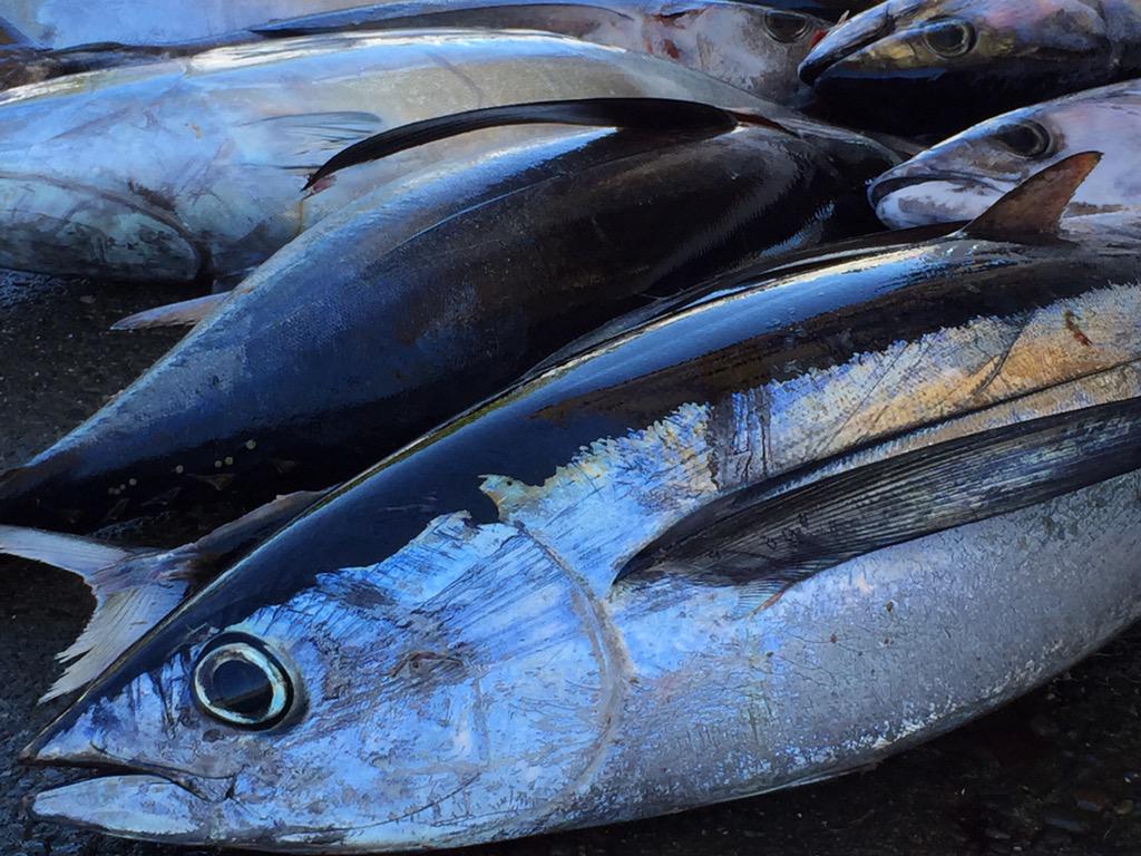 RobbieTobeck's tweet photo. Great morning on the #tuna grounds with @TheOutdoorLine and @saltpatrol http://t.co/EGH6lSUOKv