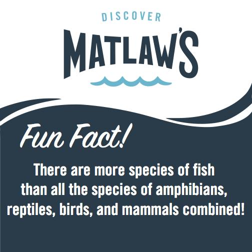 Matlaws's tweet image. Fun Fact! #funfishfacts #DiscoverMatlaw's