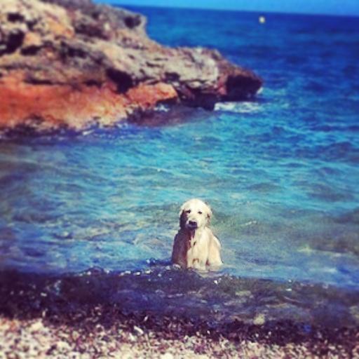 merisole1's tweet photo. Vacances! L'equip caní es mereix tot i més!!! http://t.co/AOMsS7cnKg