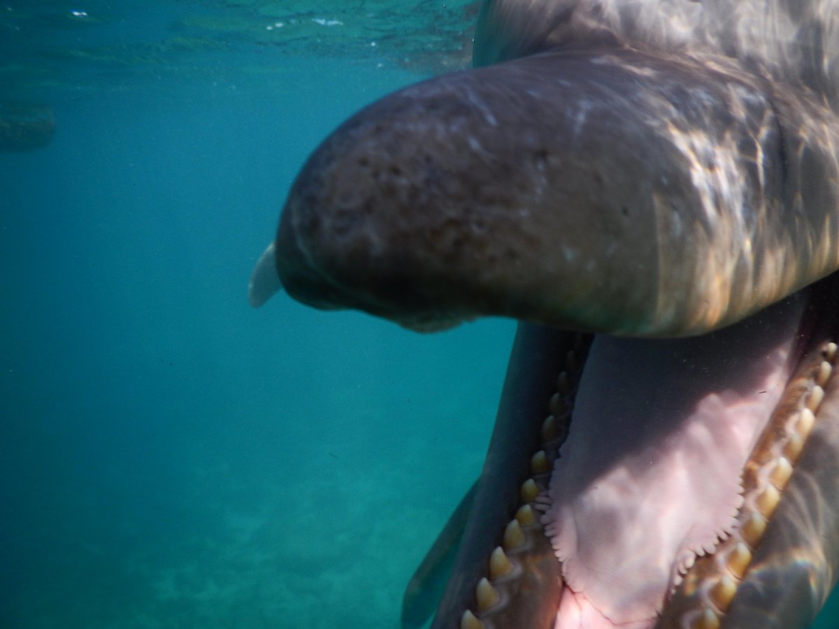 TessaAbigail's tweet image. Definitely #fieldworkwin. But beware, tremendously curious (and destructive)! Bye, bye camera, #fieldworkfail?