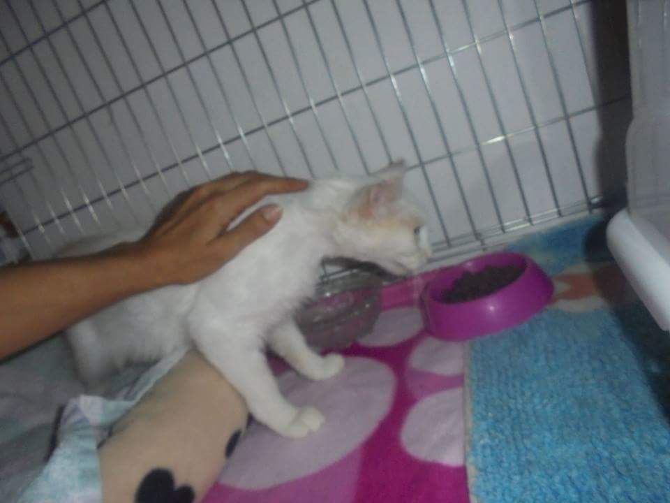 Sonrisa de Gato tweet media