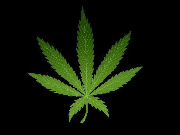 THEMMEXCHANGE's tweet image. #Arizona- 50K signatures gathered for initiative legalizing marijuana 

tucsonnewsnow.com/story/29725529… #Az #legal #vote #thc