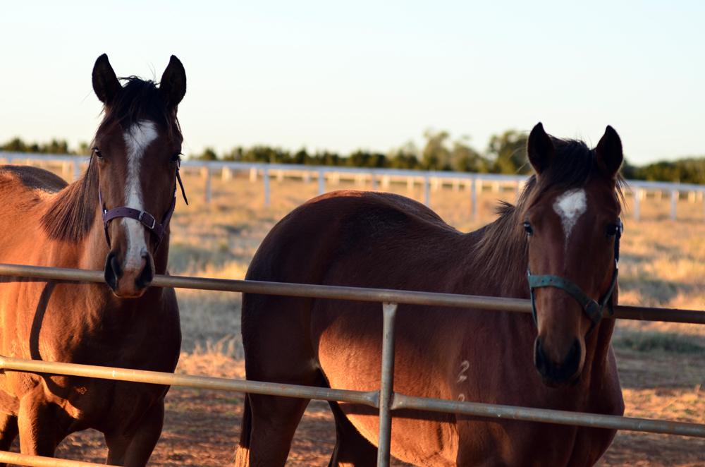 bilfulaAU's tweet photo. Attentive. #Childers #Isispark #visitbundaberg #thisisqueensland http://t.co/dMSkm6A4u9