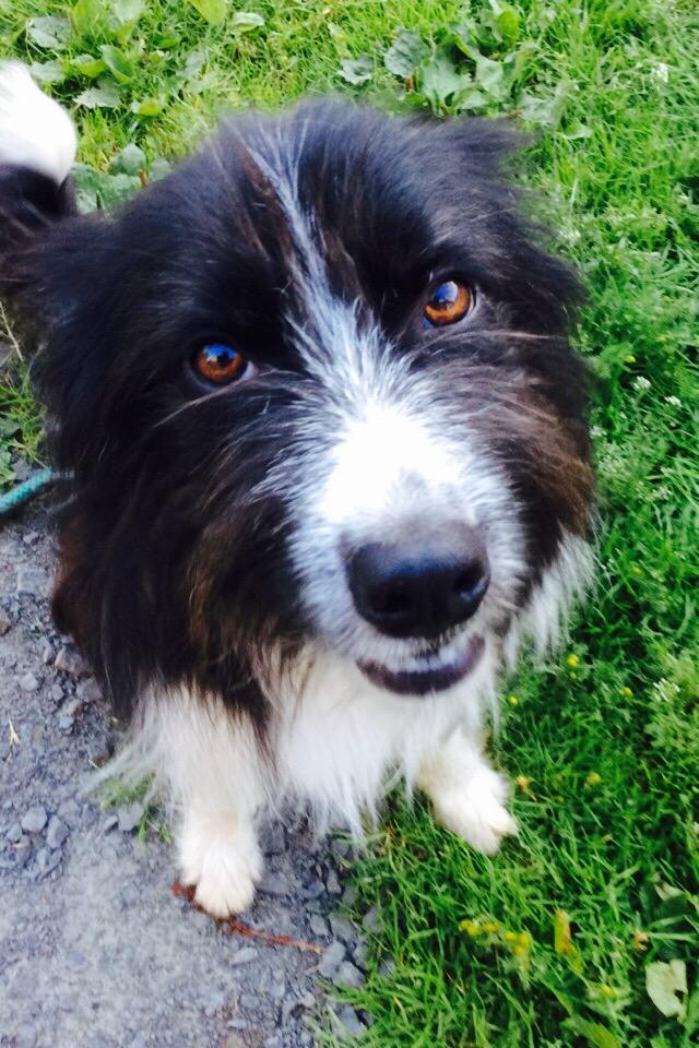 Putting on those puppy dog eyes when he doesn't get his own way #cute