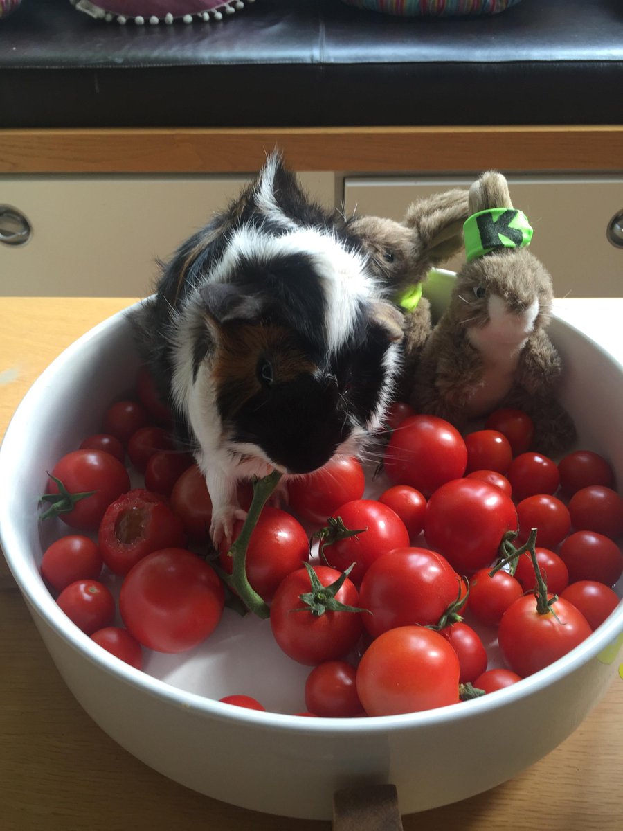 guinea pig tomato