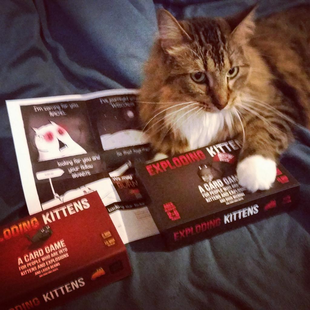 MythicFenix's tweet photo. Looks like someone is ready to play! #ExploadingKittens http://t.co/pbahJxOLa1