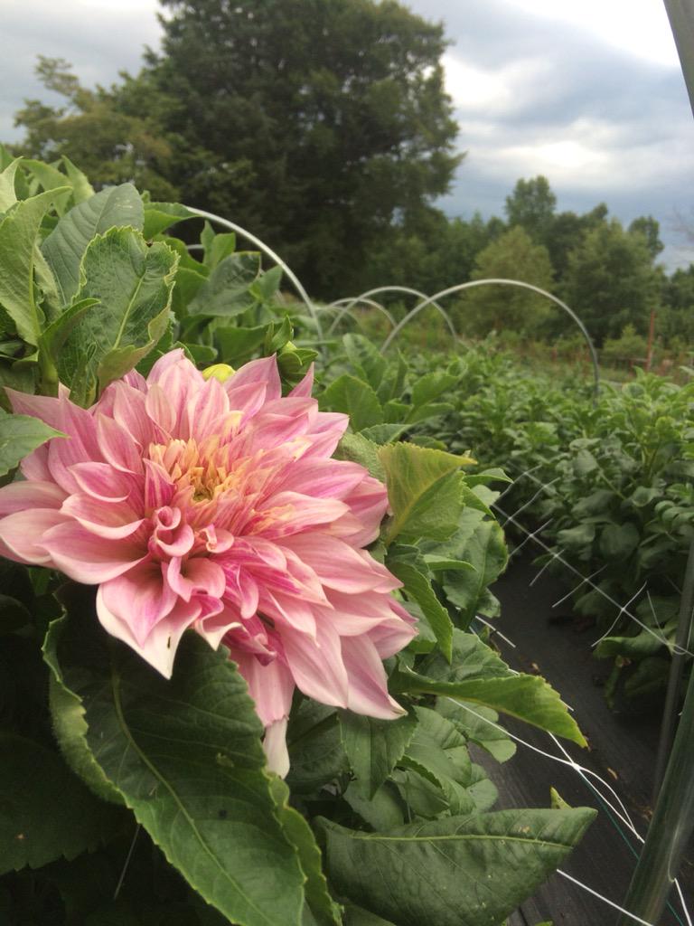 SassafrasFork's tweet photo. Glad I noticed this pretty Cafe au Lait dahlia tucked away in her leaves before the sky opened. http://t.co/k4ro1nXVXu