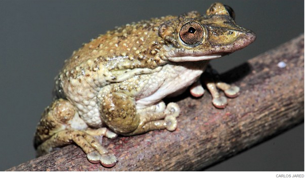 NewsfromScience's tweet photo. Amid agony, scientists discover world’s first venomous frog http://t.co/LK44lucWG6 http://t.co/lDcMp6JEOa