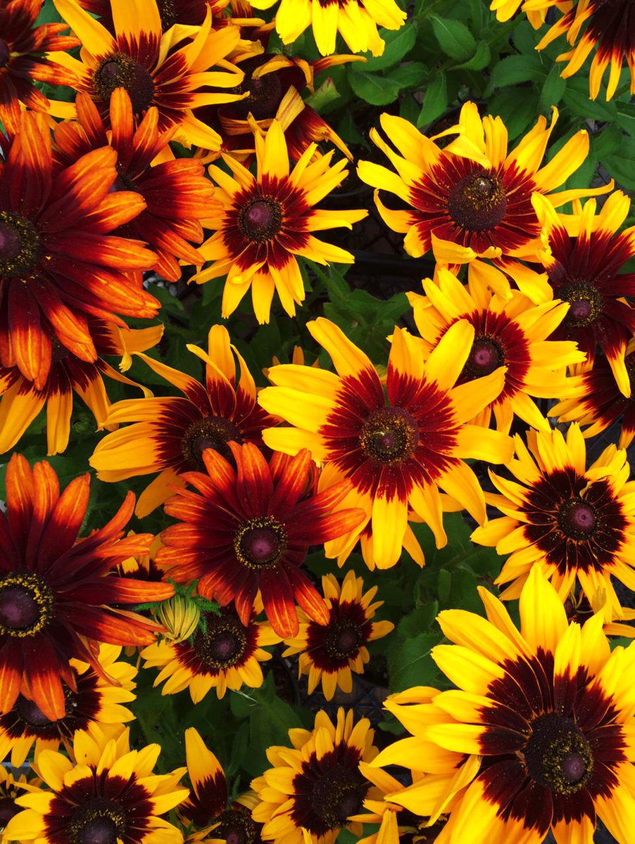 JUST IN!! Add these vibrant Rudbeckia plants to bring some colour into your planter or garden!