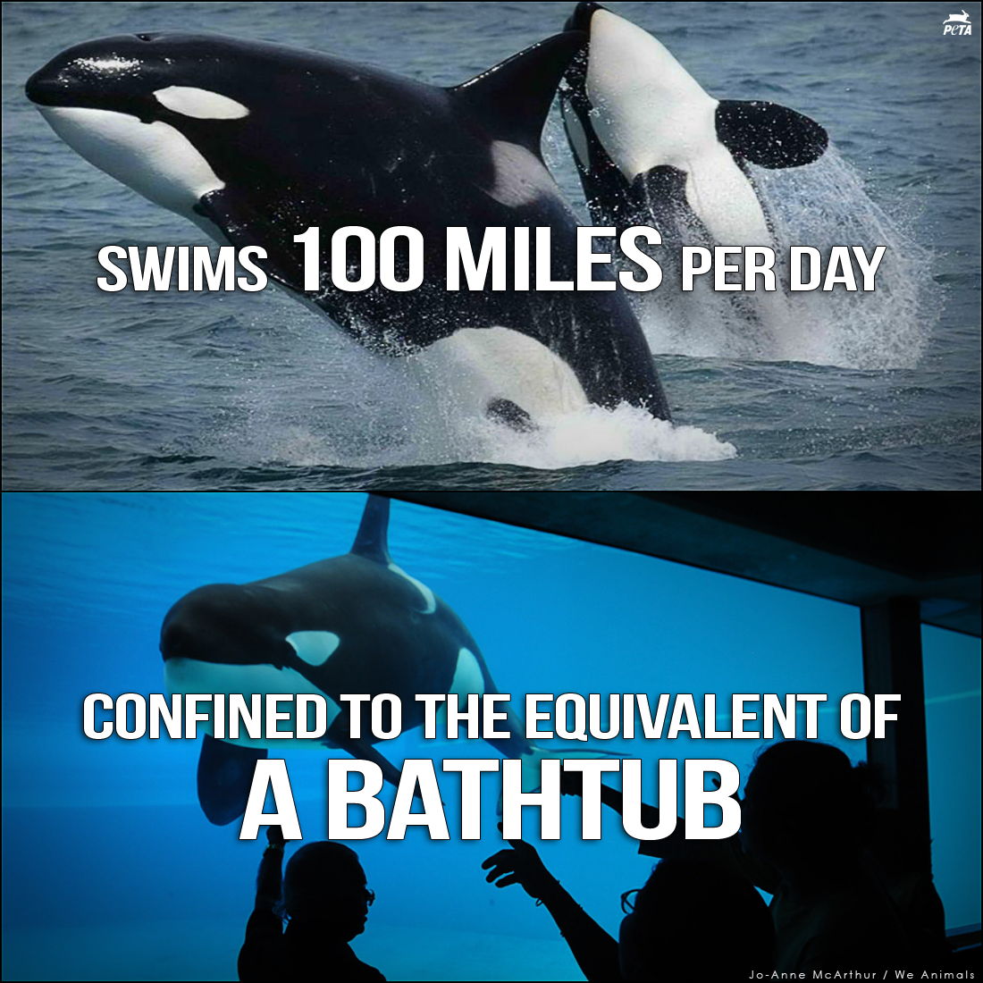 peta's tweet photo. @LydiaRoseBright Thank you for being open to the truth about #SeaWorld. Animals are #NotOurs2Use for entertainment. http://t.co/FoVNJaFy4Y