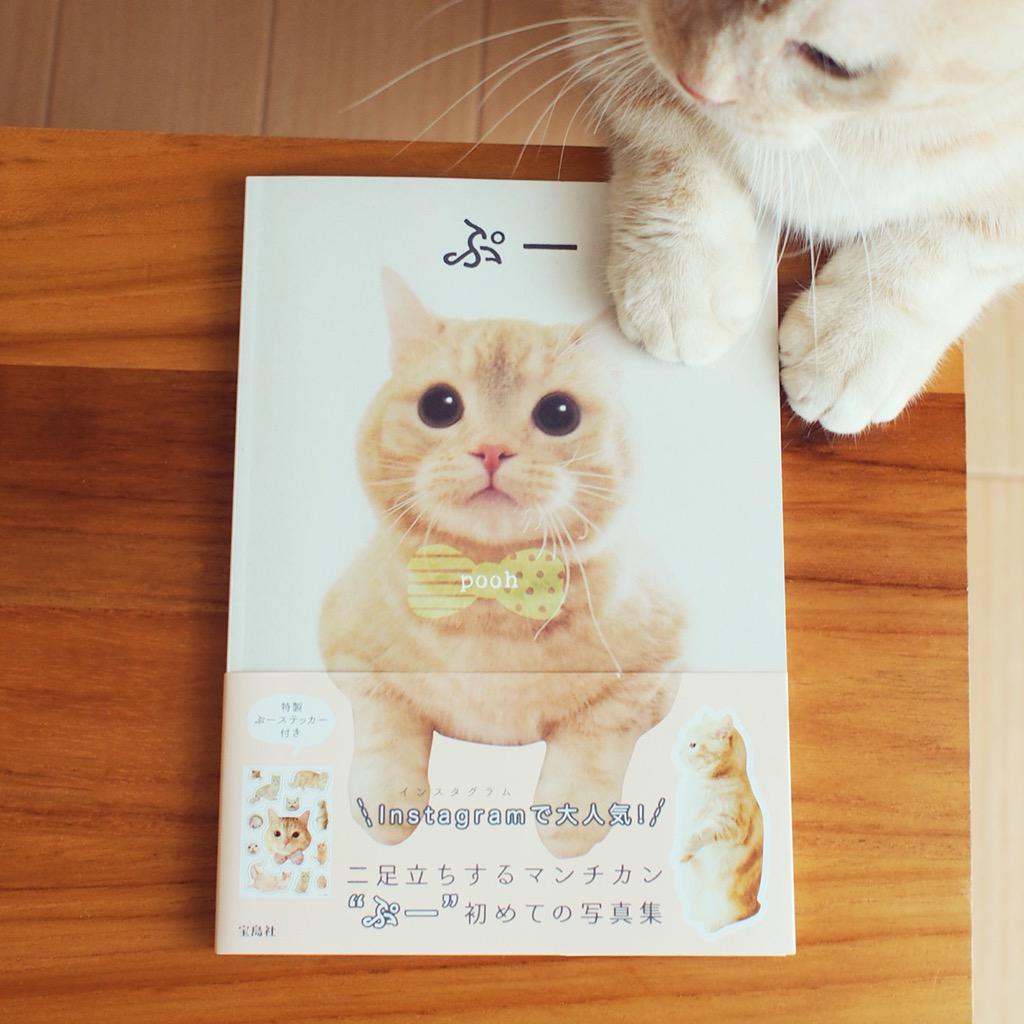 Twitter पर マンチカンのぷー ぷーちゃん初めての写真集 ぷー 宝島社 本日発売です 猫 ねこ ネコ マンチカン Http T Co K73cd4dmcc