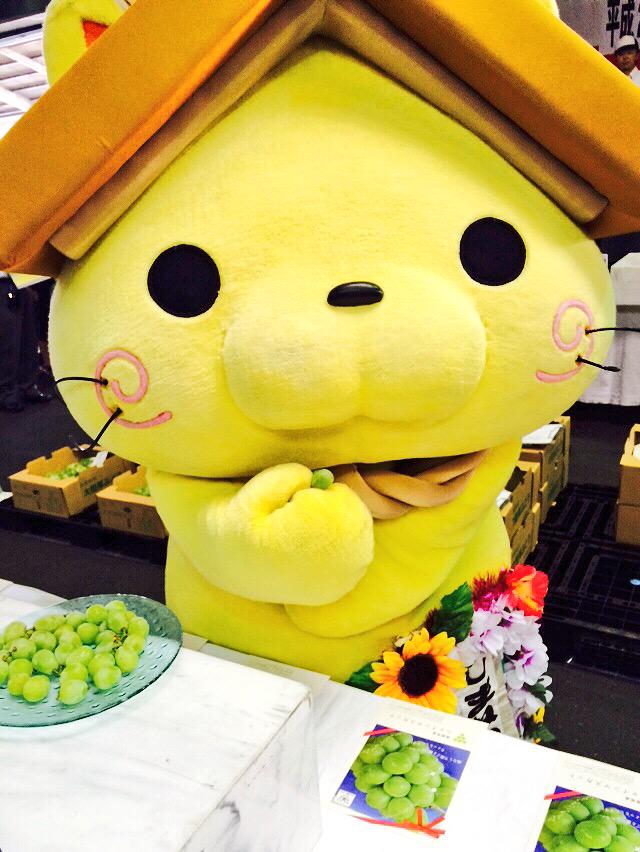shimanekko_'s tweet photo. おはにゃう！今日は松江市で行われた「平成27年産　島根シャインマスカット品評会出品物展示即売会」へ遊びに行ってきたにゃ！甘くてとってもおいしい島根のシャインマスカットをみんにゃも食べてみてにゃ‹‹\(´ω` )/›› http://t.co/JYnXYDwV4W
