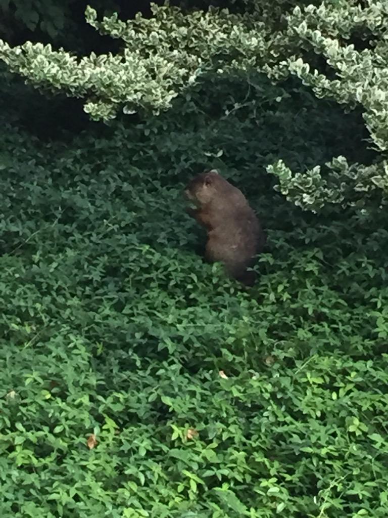 ibwsc2017's tweet photo. Woodchuck- the unofficial mascot of @uribwsc15! #ibwsc2015 http://t.co/wqHONt8OVV