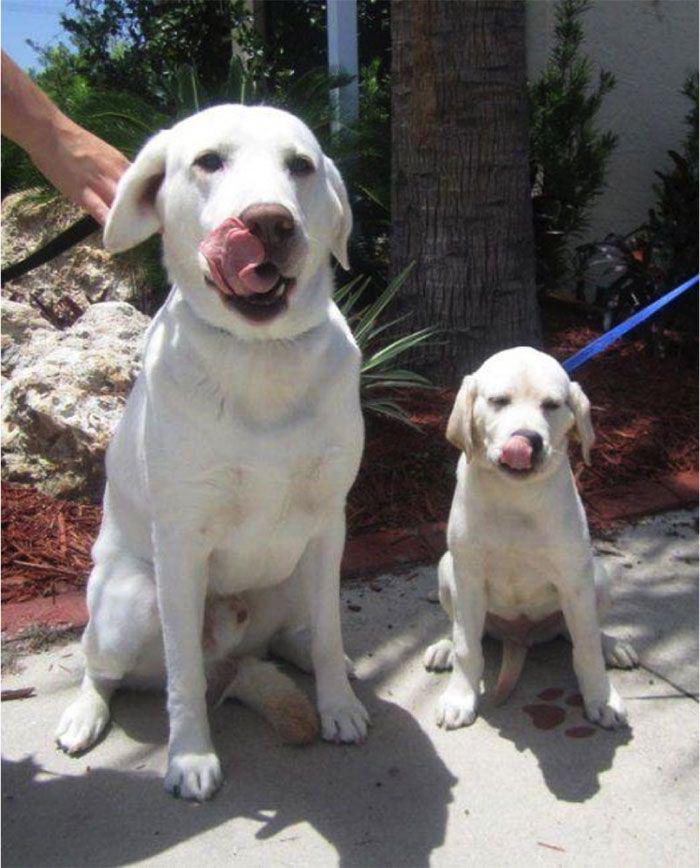 TopNToday's tweet photo. 20 Beautiful #Dogs With their #Cute Reduced Copies #puppy : http://t.co/QB3ksrPqV6 http://t.co/Zstj94JJPT