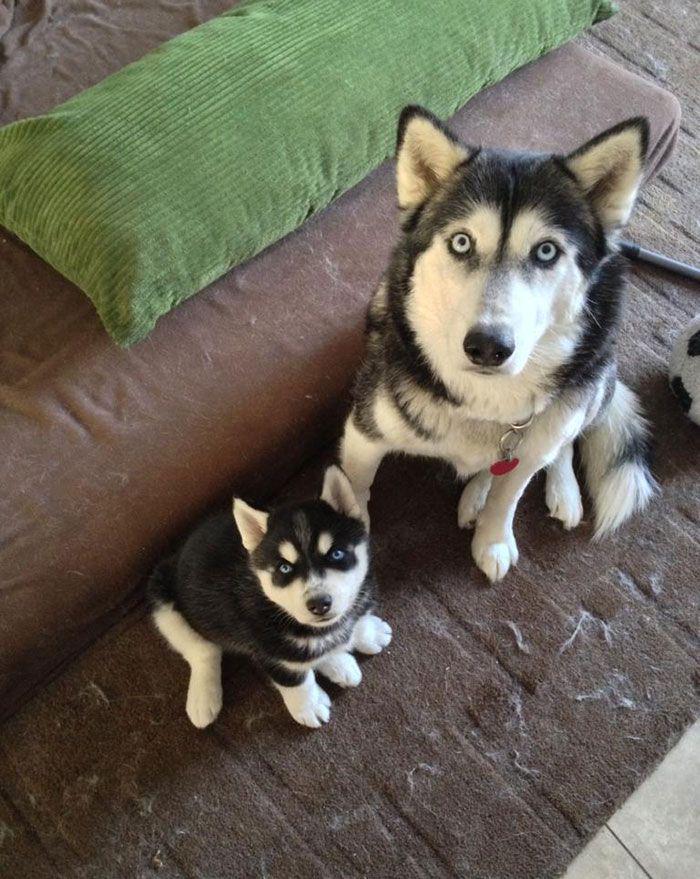 TopNToday's tweet photo. 20 Beautiful #Dogs With their #Cute Reduced Copies #puppy : http://t.co/QB3ksrPqV6 http://t.co/Zstj94JJPT