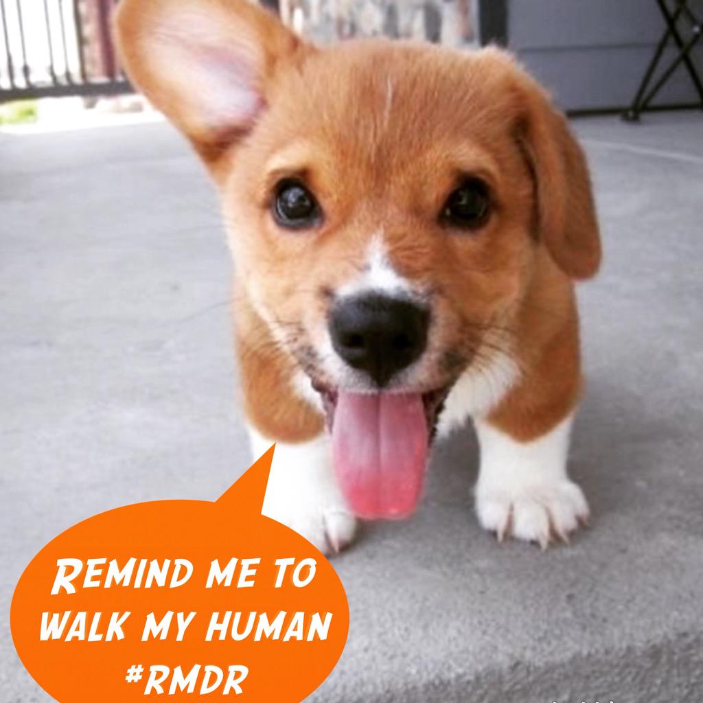 rmdrapp's tweet photo. Reminder for humans! #rmdr #dogs #puppy #corgis http://t.co/xo8JcyPYSe