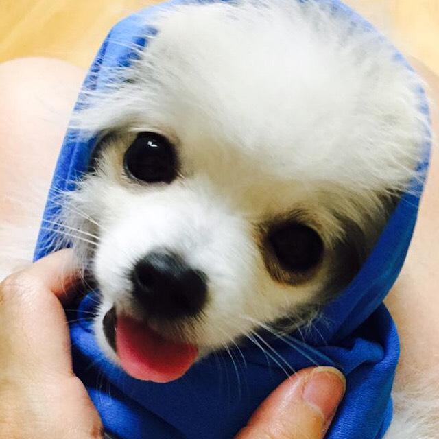 jooyeon3's tweet photo. #망고 #포메 
망고 욘사마따라하기 http://t.co/7e5FfY1i53