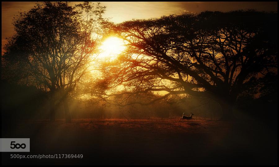 Rays and deer by arleyagudelo #photo #travel  rt <a href="/ZaibatsuPlanet/">#LuxuryTravel</a> <a href="/Crazy_Golfer/">Stephanie Wilson</a>
