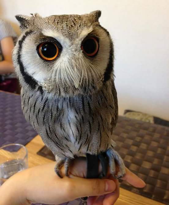 Julietsimms17's tweet photo. @AzulRudd @Perrie_duffie miren lo que rescate http://t.co/p7UCxvLAmw