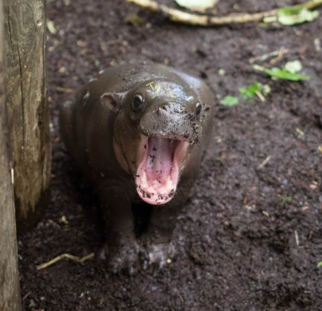山田ホタテ على تويتر メルボルン動物園のカバの赤ちゃんめっちゃかわいい ナイジェリアの言葉で 心 を意味する Obi という名前だそうです お母さんと一緒に泳ぎ方の練習中 動画あり Http T Co Vfqkd17yk1 Http T Co Ckxrdkrqxv 山田ホタテ على تويتر メルボルン動物園のカバの赤ちゃんめっちゃかわいい ナイジェリアの言葉で 心 を意味する Obi という名前だそうです お母さんと一緒に泳ぎ方の練習中 動画あり Http T Co Vfqkd17yk1 Http T Co Ckxrdkrqxv