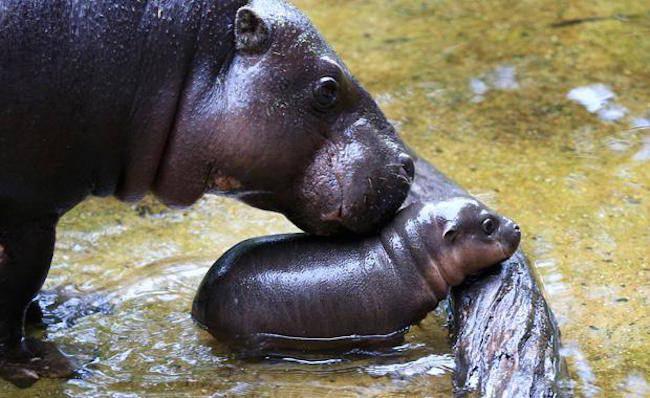 山田ホタテ على تويتر メルボルン動物園のカバの赤ちゃんめっちゃかわいい ナイジェリアの言葉で 心 を意味する Obi という名前だそうです お母さんと一緒に泳ぎ方の練習中 動画あり Http T Co Vfqkd17yk1 Http T Co Ckxrdkrqxv 山田ホタテ على تويتر メルボルン動物園のカバの赤ちゃんめっちゃかわいい ナイジェリアの言葉で 心 を意味する Obi という名前だそうです お母さんと一緒に泳ぎ方の練習中 動画あり Http T Co Vfqkd17yk1 Http T Co Ckxrdkrqxv