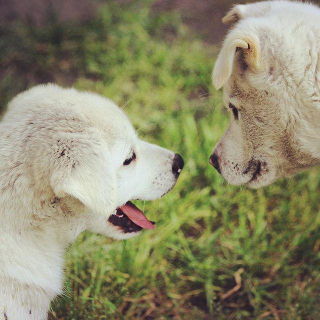 TurningHeadsAK's tweet photo. Really been enjoying all the free time we have had with our puppies. #puppylove #mustloved… http://t.co/rLUdFw1jUc http://t.co/nTosggJEog