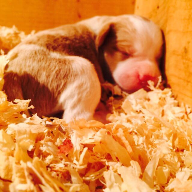 MontereyBayBrit's tweet photo. @MontereyBayBrit: @MontereyBayBrit #brittany #brittanypuppy     http://t.co/QyhVGcNeLL http://t.co/DBQgj6xGWA