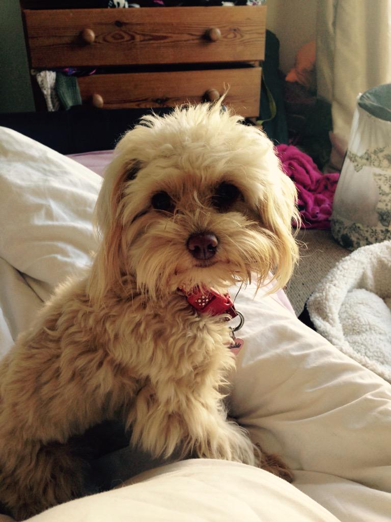 PhoebePrice90's tweet photo. Good morning #puppy #morning #cute #Cornishpup #thatface http://t.co/RtEOzSMQoB