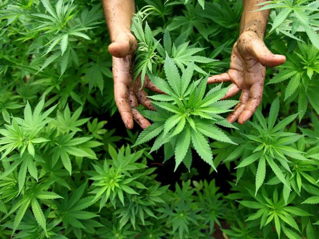 Corriere's tweet photo. Legalizzare la Cannabis, un affare per lo Stato: nuove entrate fiscali fino ad 8,5 mil... http://t.co/T7BdlsgnDr http://t.co/WWSezp2qxE
