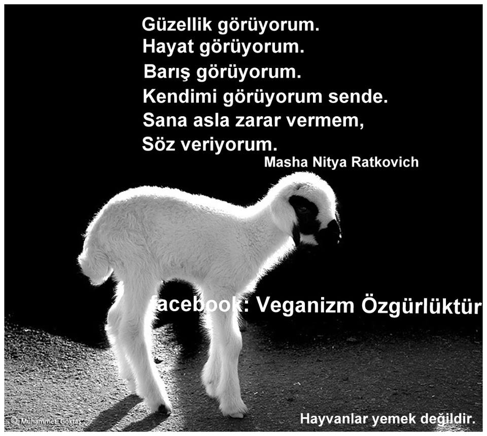 Güzellikleri yok etmek kolay, ama onları görmek ve sevmek çok daha kolay. #vegan olun facebook.com/VeganizmOzgurl…