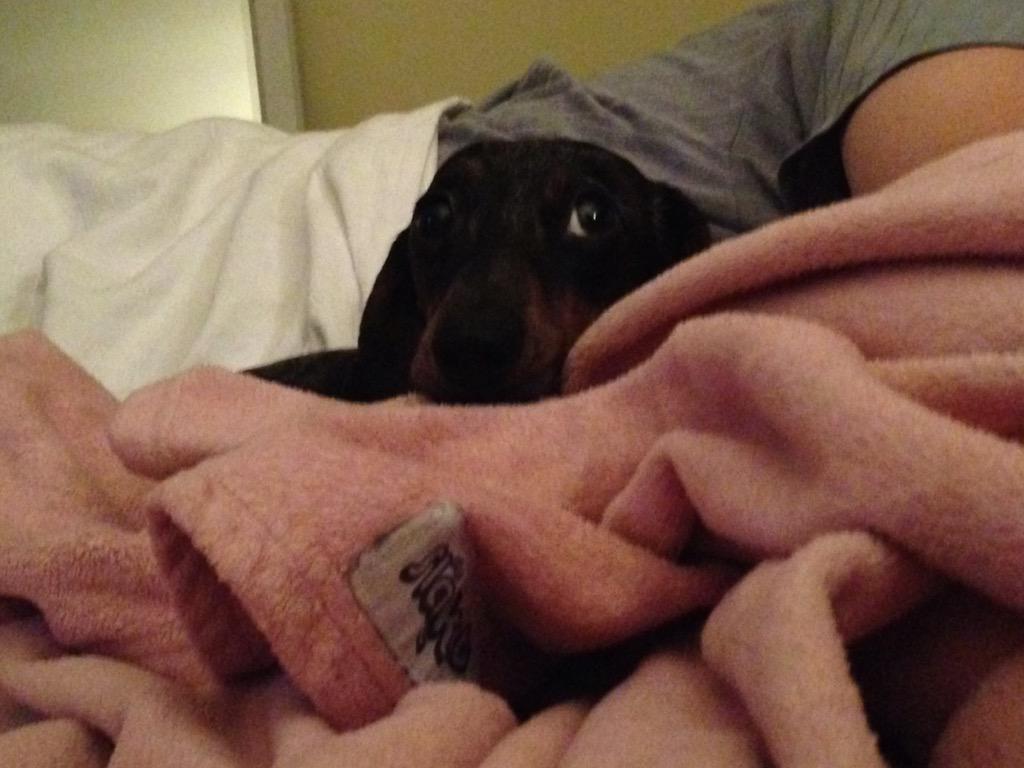 YourDailyGidget's tweet photo. I has been informed I am "pushing it" tonight. I want to play. Is not bedtime! #citizensarrest #dachshund #dogs #dog http://t.co/Bz8Cr3D4Ya