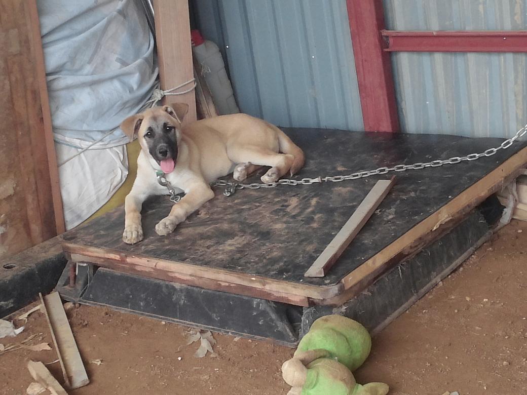 새끼였던 우리집의 새 식구 "미르" 모습입니다. 많이 컸죠?