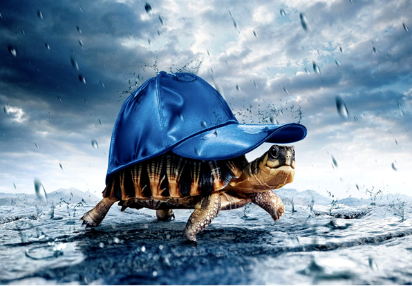Gidrolica_ru's tweet photo. Даже животные хотят защитится от дождя http://t.co/QSPO41XgoT
