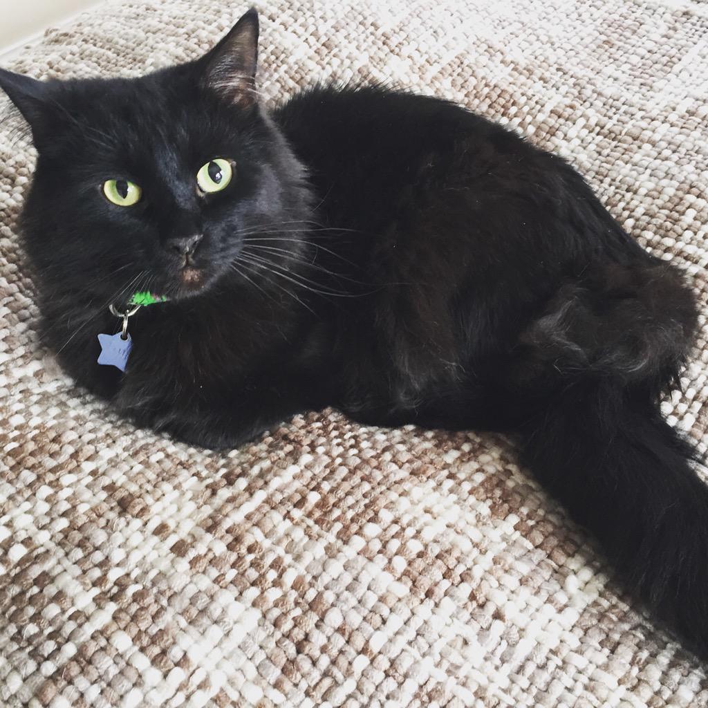 Lily_Rascal's tweet photo. New blanket on the bed = happy kitty 😻❤️ #Friday http://t.co/EfspreuB0y